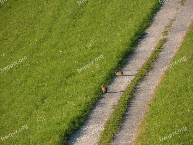 Meadow Hare Wild Live Fauna Away