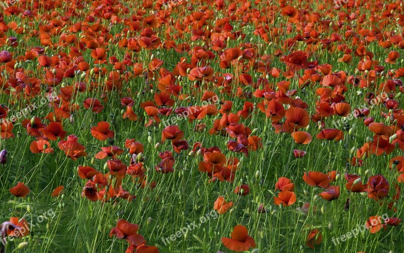 Flowers Poppies Nature Meadows Poppy