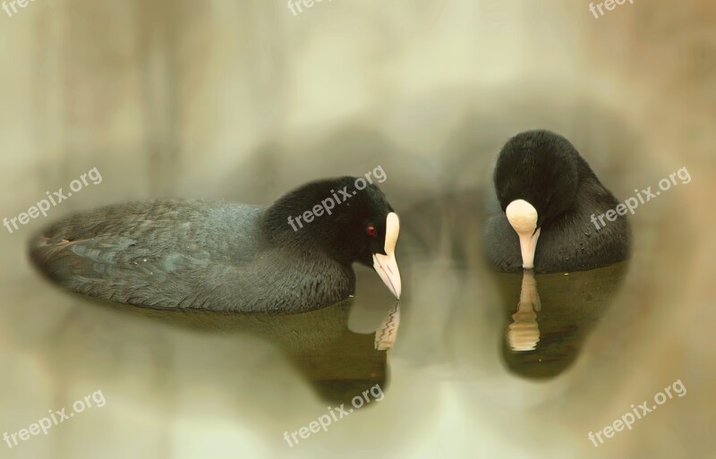 Birds Coots Bird Nature Free Photos