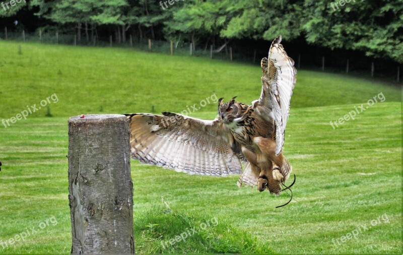 Eurasian Eagle Owl Owl Bird Wildlife Prey