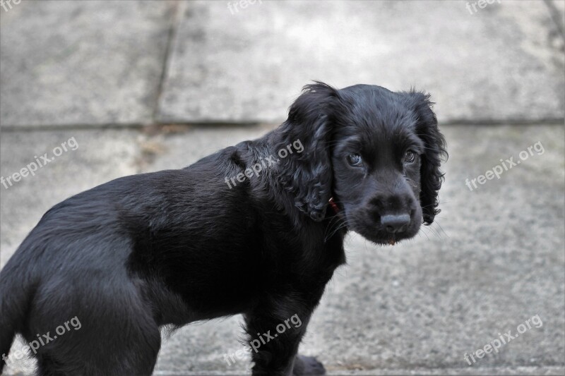 Cocker Spaniel Spaniel Dog Canine Cocker