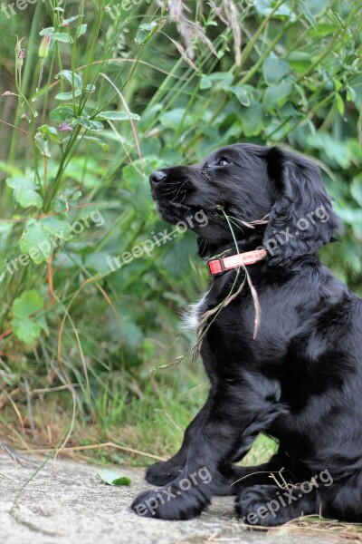 Cocker Spaniel Spaniel Dog Pet Cocker