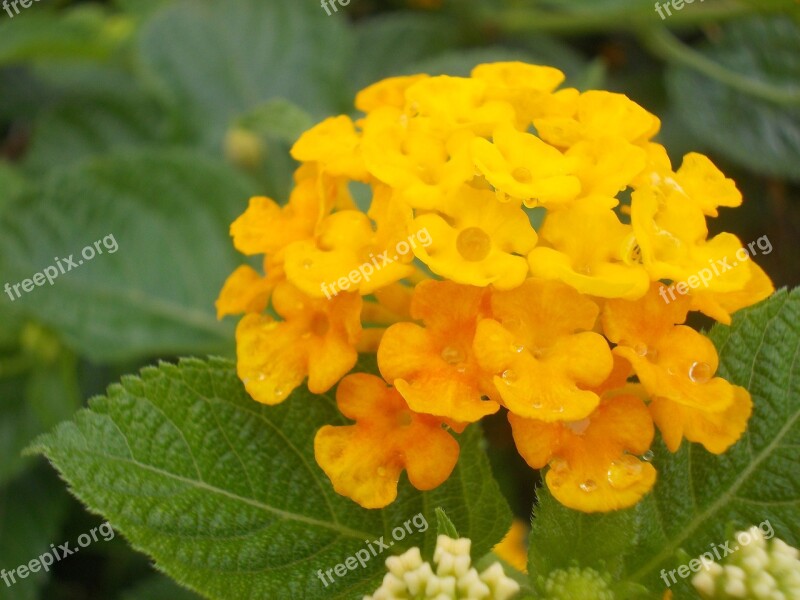 Flower Yellow Lantana Tropical Kantutay