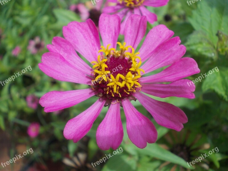 Zinnia Pink Purple Violet Flower