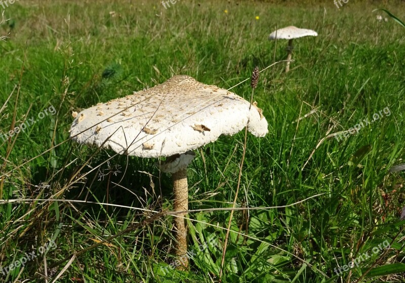 Parasol Mushroom Giant Schirmling Edible Free Photos