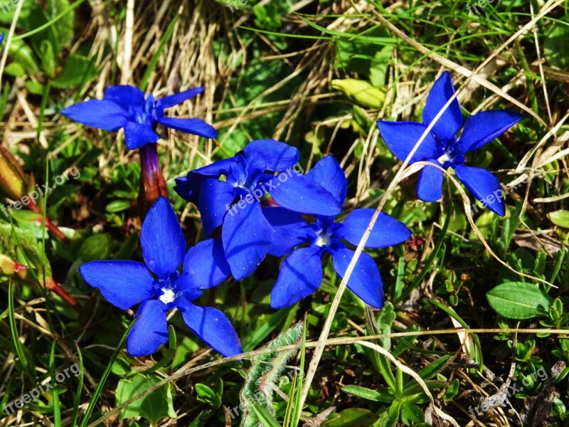 Gentian Mountains Blue Petals Free Photos