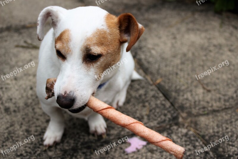 Jack Russel Terrier Dog Jack Animal