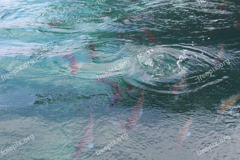 Fish Sea New Zealand Vacations Water