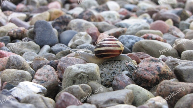 Stones Snail Shell Close Up Nature