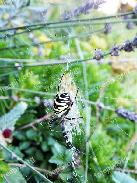 Spider Garden Summer Web Spider Macro