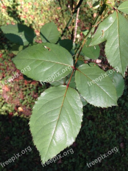 Rose Leaves Leaves Foliage Greenery Garden