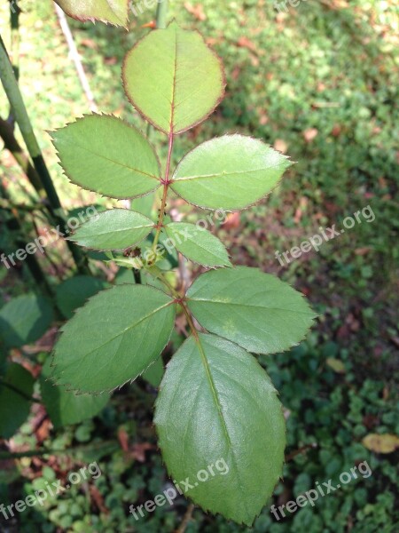 Rose Leaves Leaves Foliage Greenery Garden