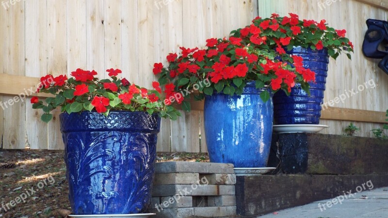 Geraniums Red Flowers Blue Pots