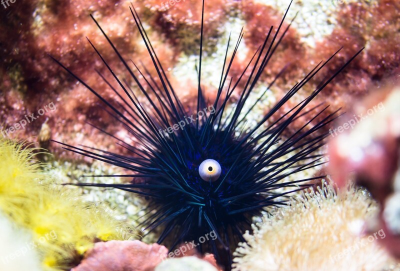 Sea Urchins Ocean Poison Sting Sea Animal