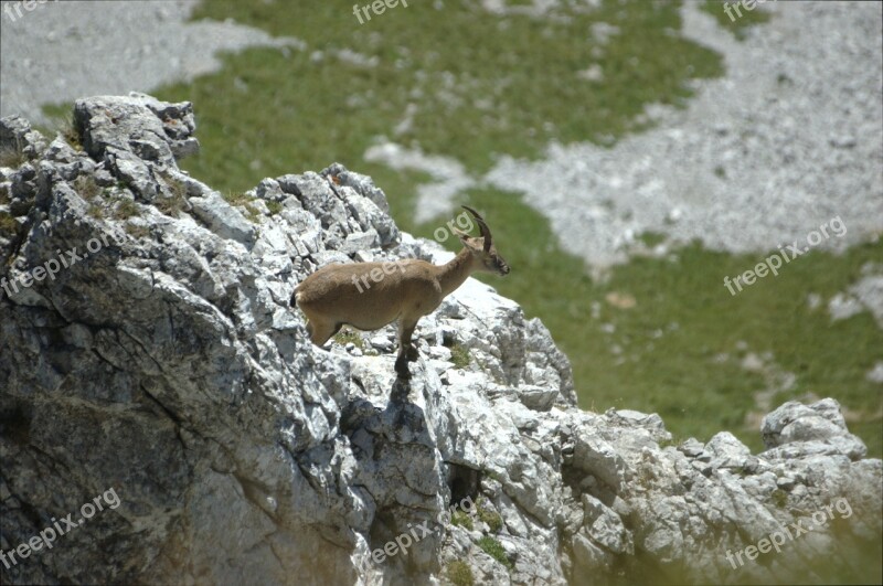 Capricorn Mountains Mountain Alpine Free Photos