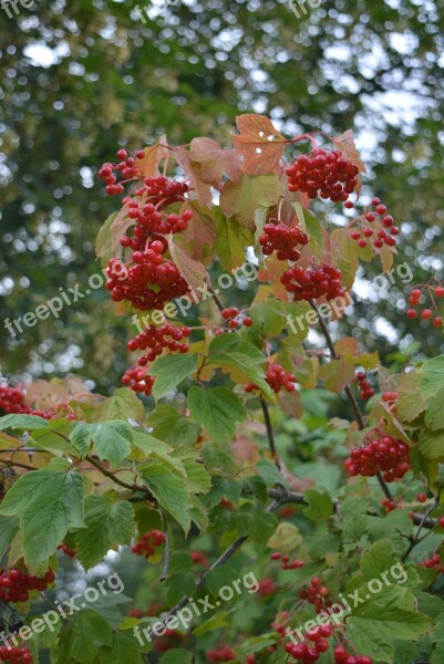 Fruits Berries Red Berry Red Free Photos