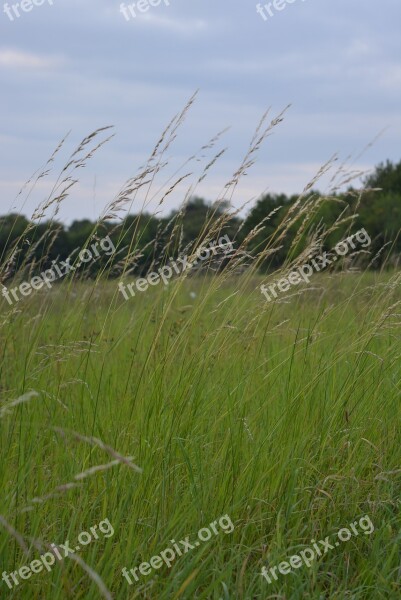 Meadow Grass Grasses Nature Green