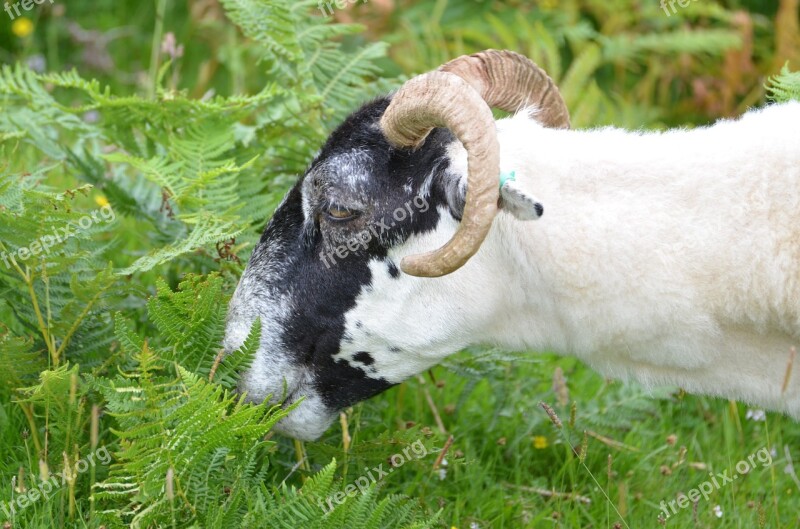 Goat Aries Bock Horn Sheep