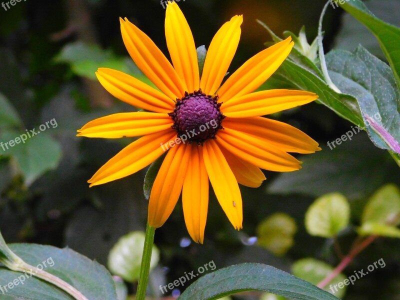 Coneflower Flower Coneflower Rudbeckia Orange Flower Yellow Flower