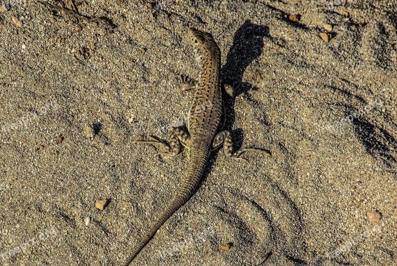 Camouflage Adaptation Lizard Reptile Nature