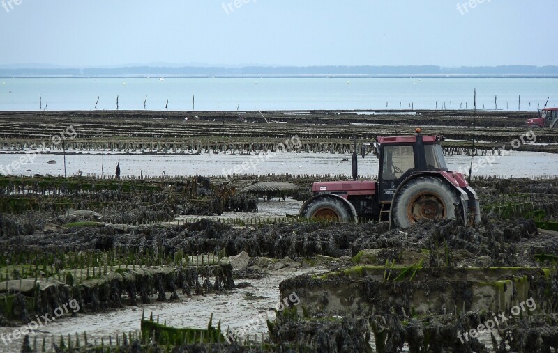 Brittany Cancale Tractor Oysters Oyster