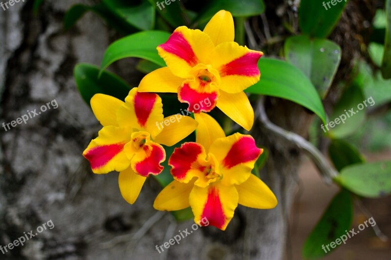 Orchids Yellow Flowers Flowers Are Yellow Red Colorful Nature