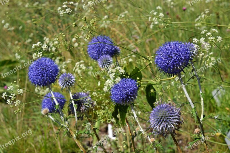 Ruthenian Kugeldistel Echinops Ritro Asteraceae Blue Composites