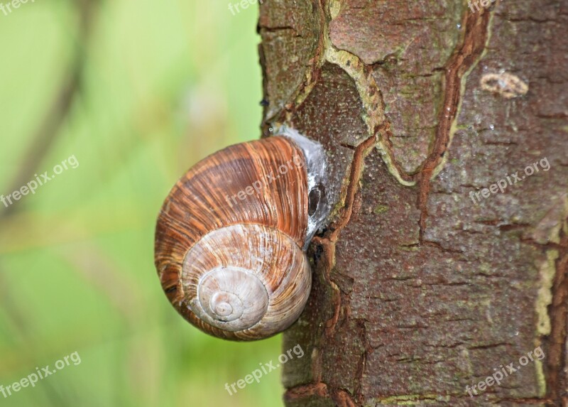 Snail Shell Tree Rain The Creation Of