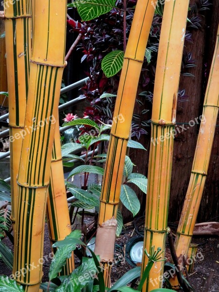 Bamboo Reeds Chinese Free Photos