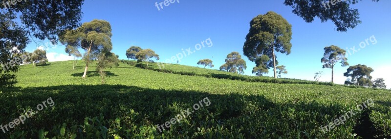 Tea Garden Landscape Tropical Free Photos