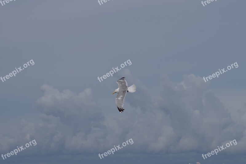 Bird Sea Gull Nature Seagull Sky