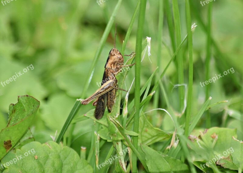 Grasshopper Grass Koník Green Nature