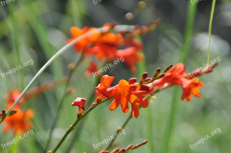 Montbretia Flower Orange Perennial Border Blossom