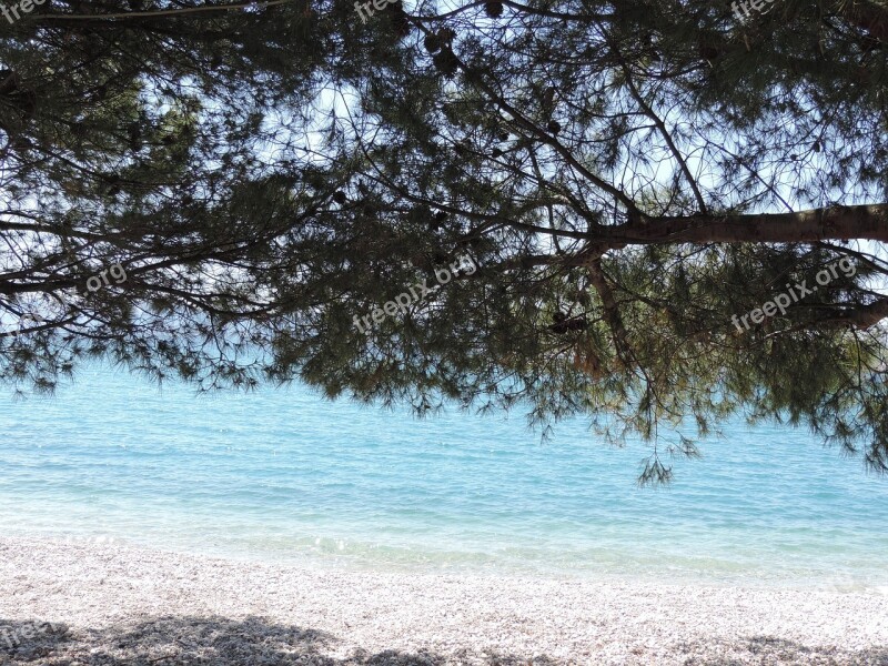 Croatia Stone Beach Coniferous Forest Free Photos