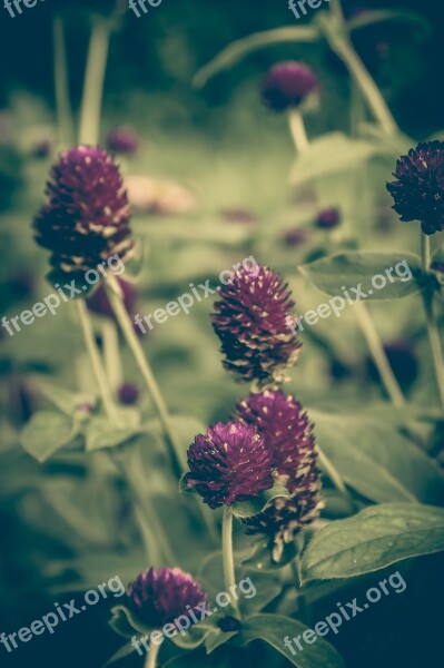 Clover Vintage Flower Background Floral