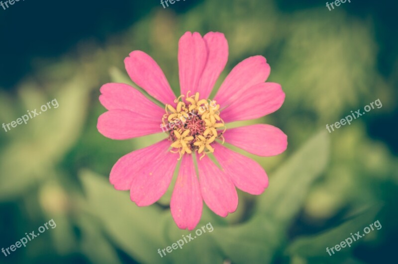 Zinnia Vintage Flower Background Floral