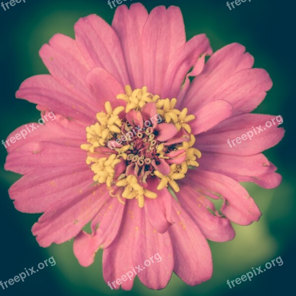 Zinnia Pink Vintage Flower Background