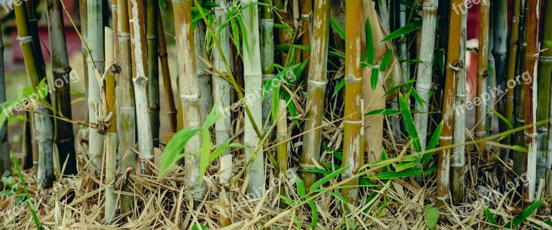 Bamboo Green Background Tree Forest