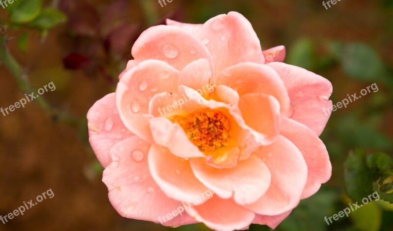 Pink Rose Flower Botany Rose Water Droplets