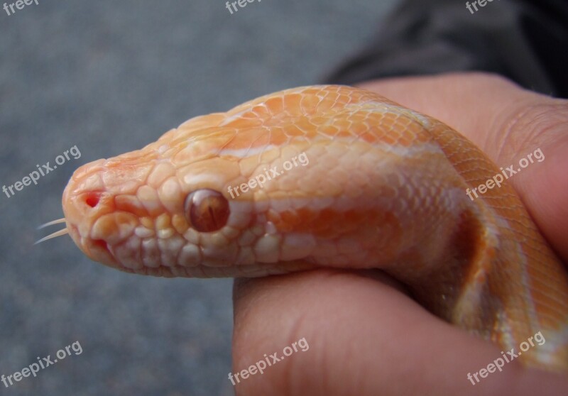 Snake Reptile Corn Snake Free Photos