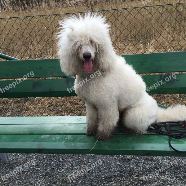 Dog Poodle Doggie Dirty Outdoor