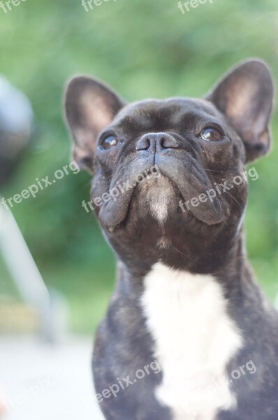 Dog Bulldog French Bulldog Snout Free Photos