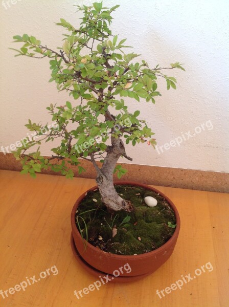 Bonsai Tree Potted Plant Bäumchen Nature