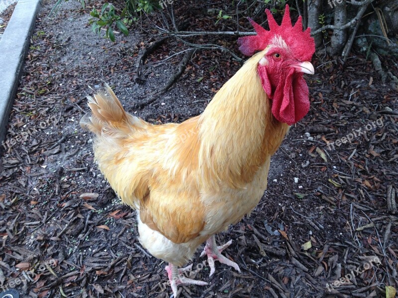 Rooster Chicken Livestock Bird Fowl