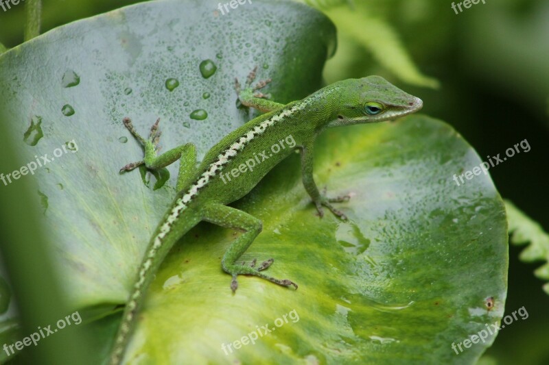 Lizard Chameleon Reptile Lily Pad Animal