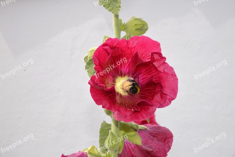 Flower Pink Hollyhock Bee Free Photos