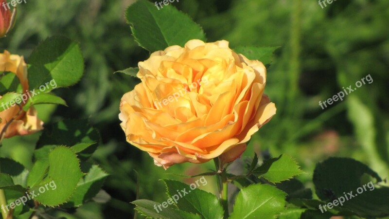 Ranunculus Flower Orange Green Blossom