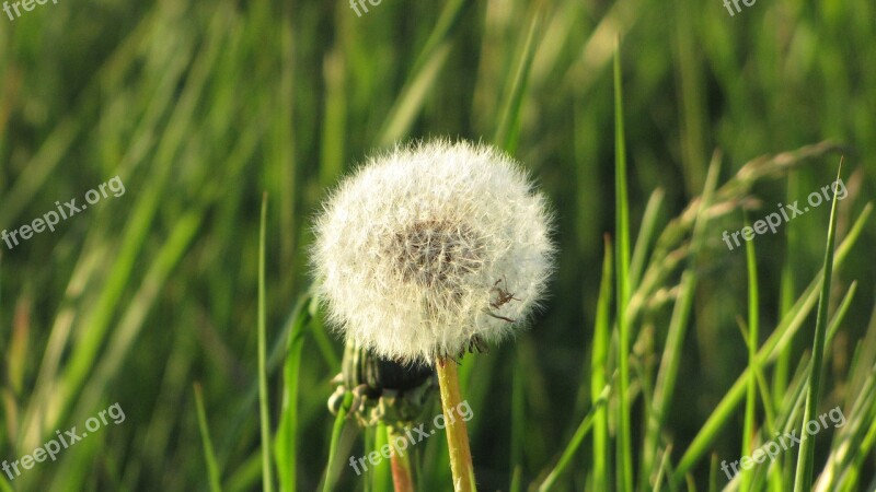 Dandelion Wind Nature Seeds Spring