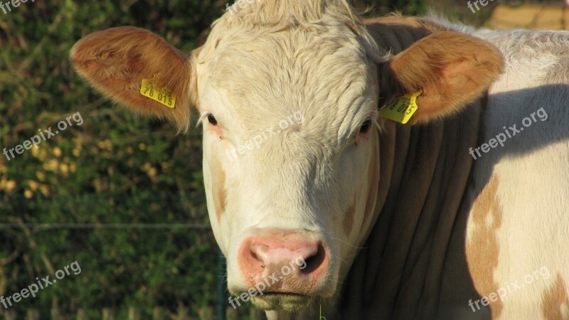 Cow Animal Cows Pasture Brown