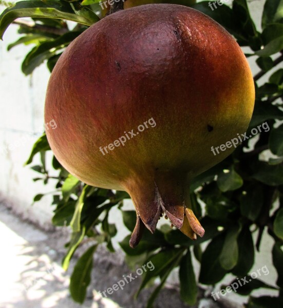 Pomegranate Fruit Food Delicious Healthy